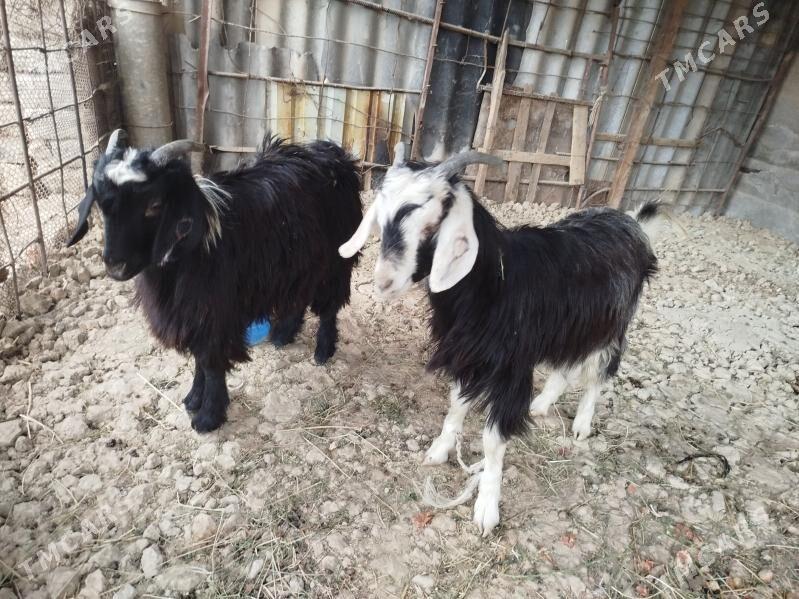 Geçi - Яшлык - img 2