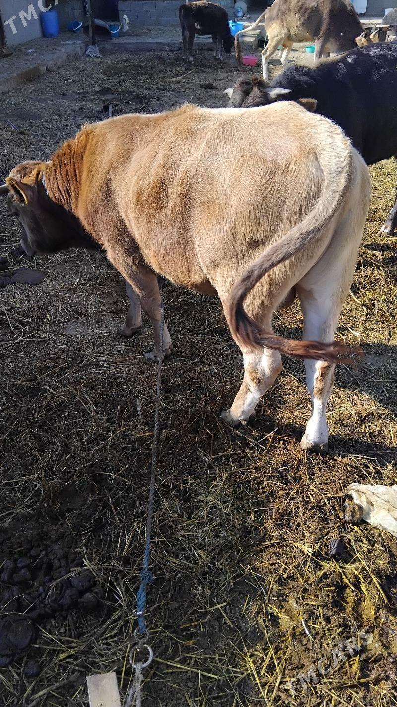 Ökiz gysyr sygyr bakylan - Гёкдепе - img 3