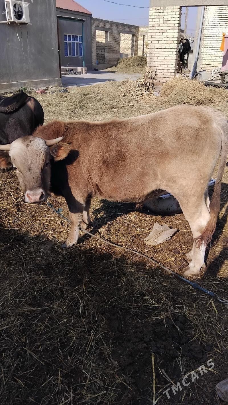 Ökiz gysyr sygyr bakylan - Гёкдепе - img 4