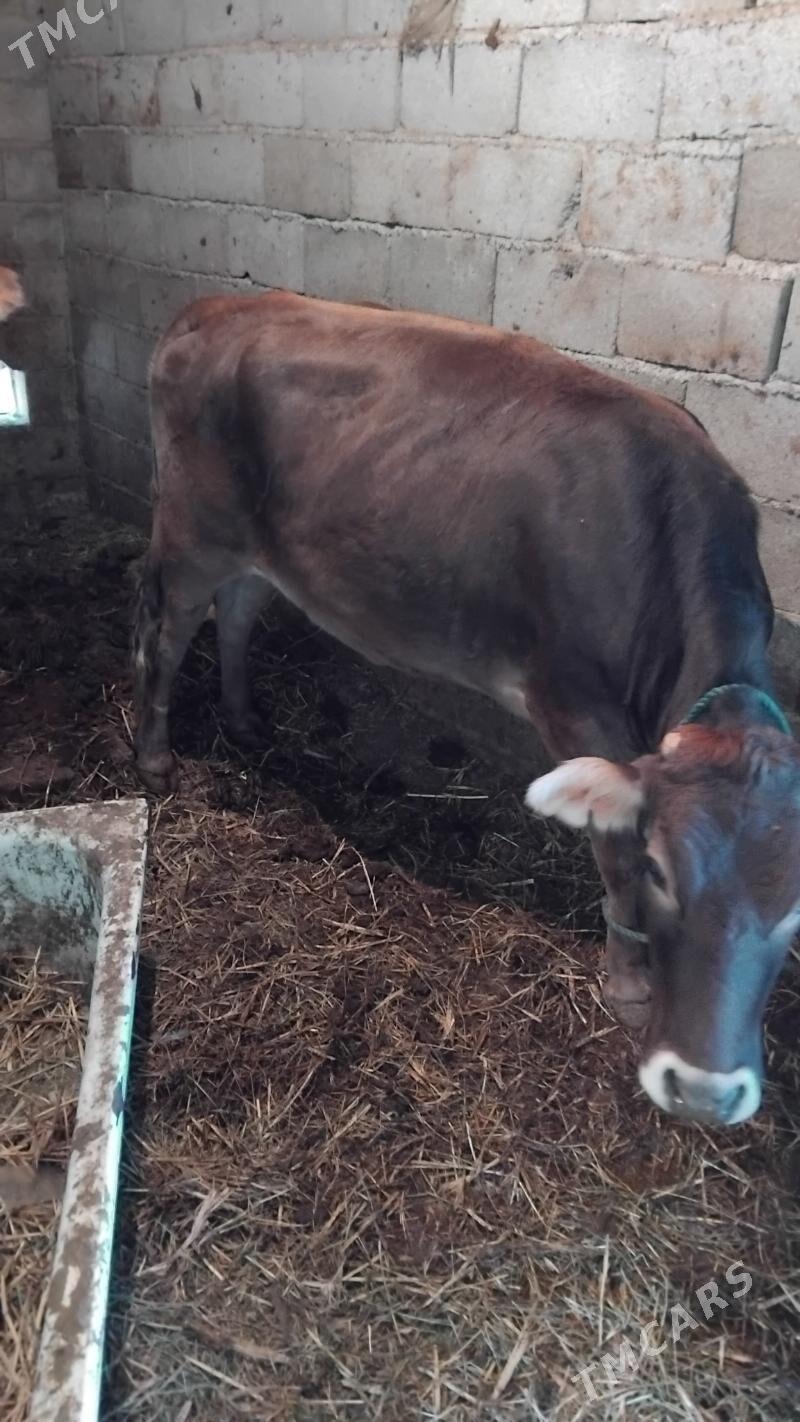 Ökiz gysyr sygyr bakylan - Гёкдепе - img 8