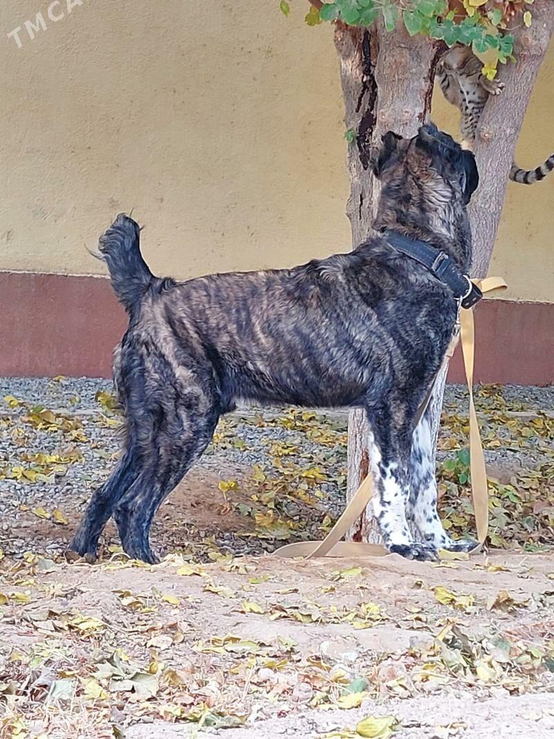 it - Aşgabat - img 2