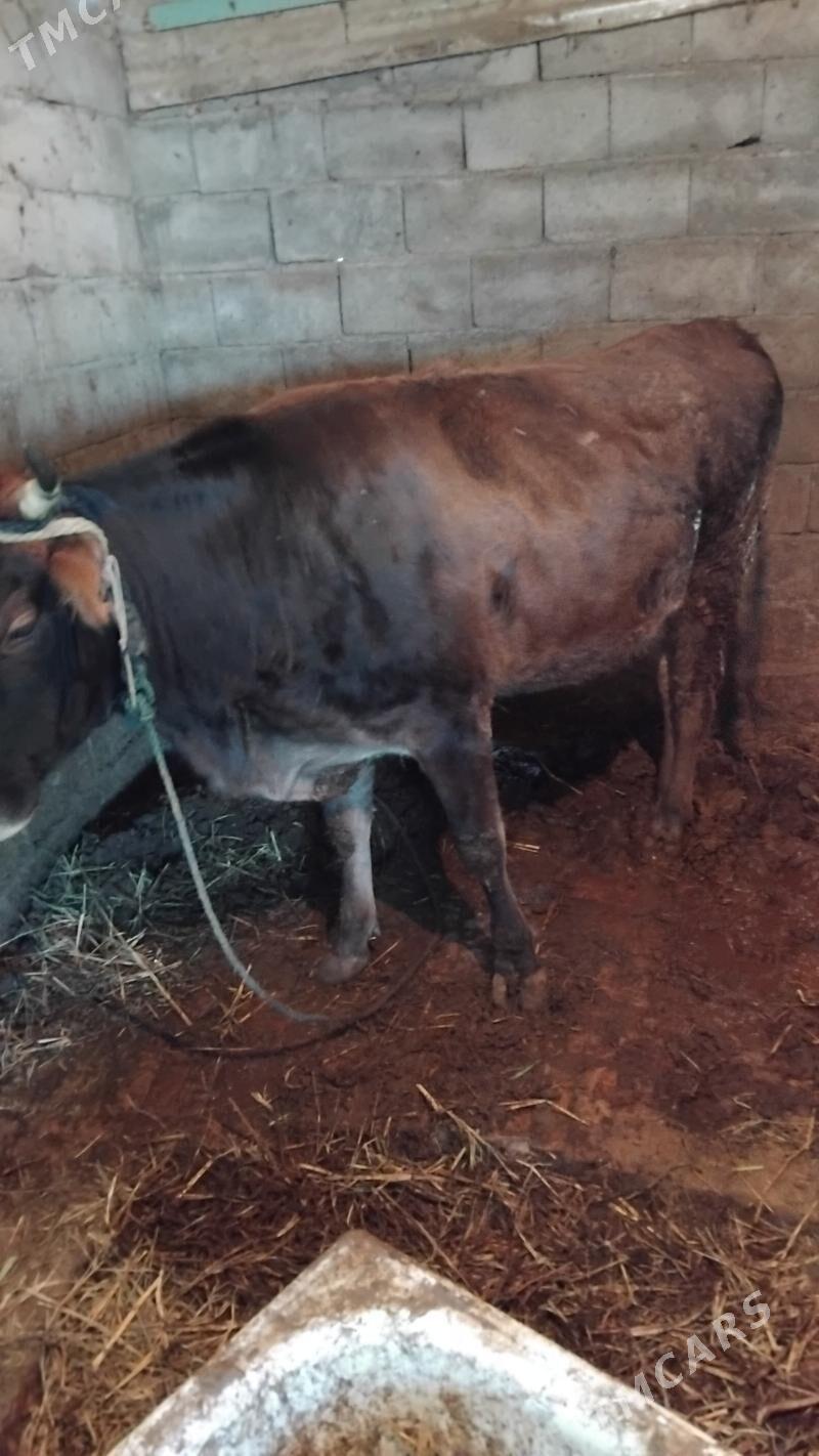 Ökiz gysyr sygyr bakylan - Гёкдепе - img 7