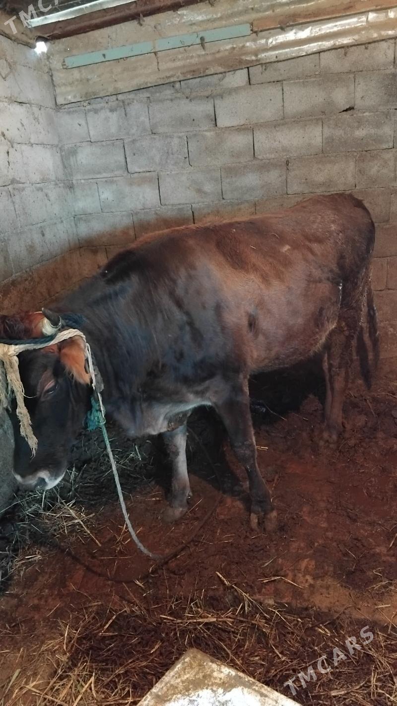 Ökiz gysyr sygyr bakylan - Гёкдепе - img 6