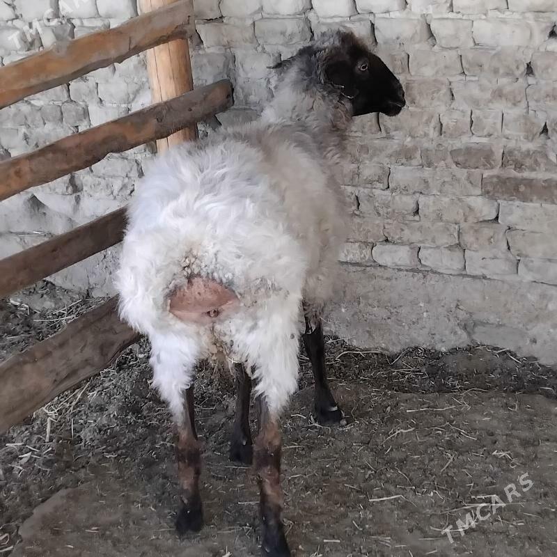 goyun - Bäherden - img 2