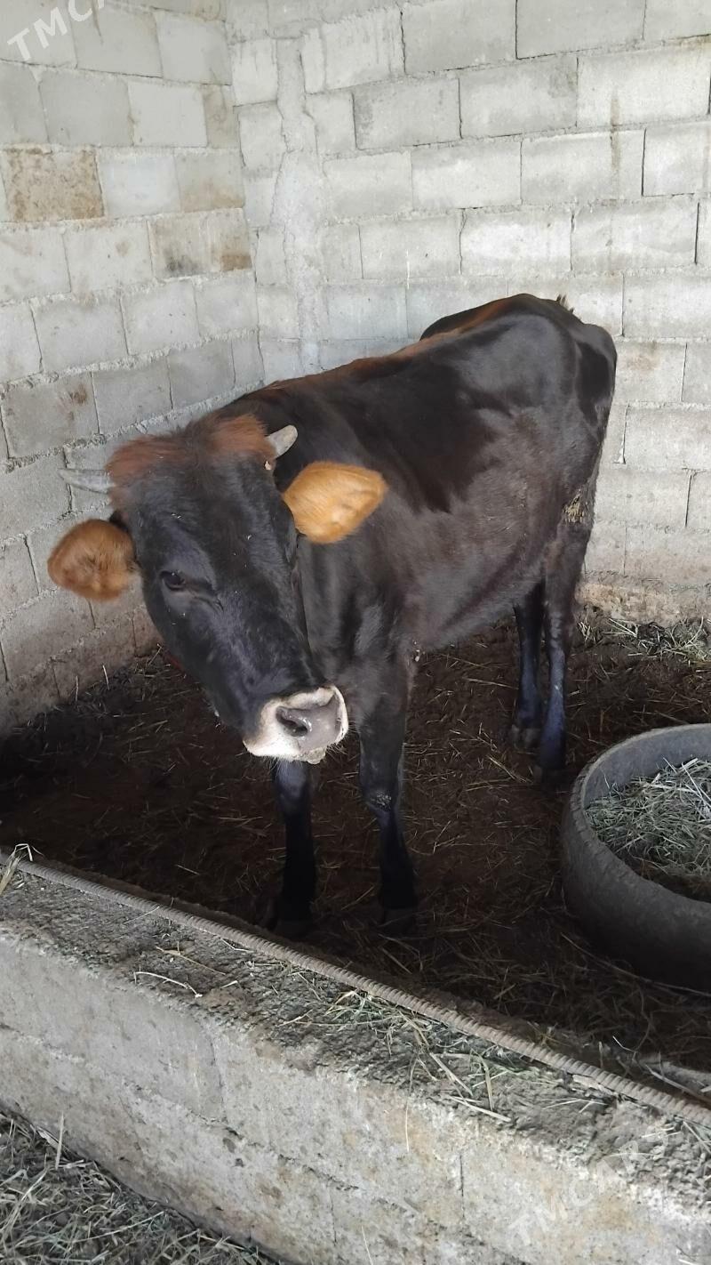 Ökiz gysyr sygyr bakylan - Гёкдепе - img 5