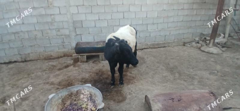 gole okuz - Büzmeýin - img 2