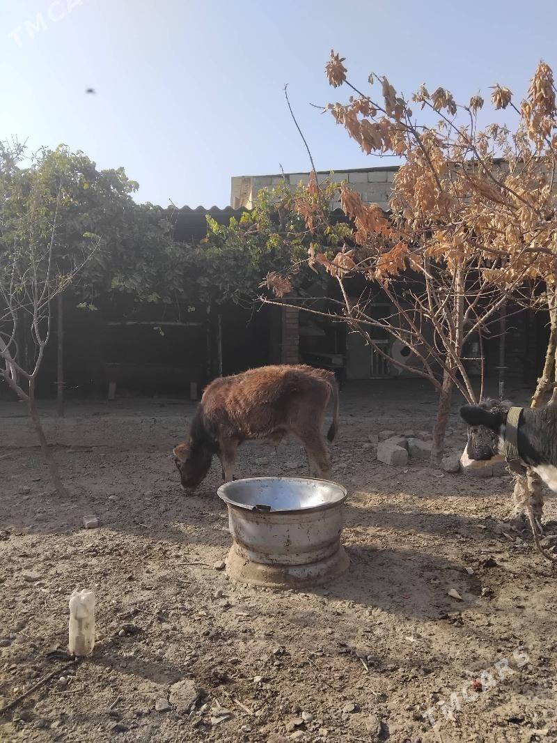 şves okuz - Garadamak Şor - img 2