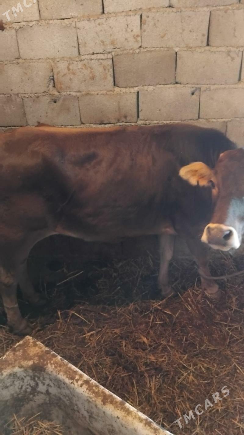 Ökiz gysyr sygyr bakylan - Гёкдепе - img 9