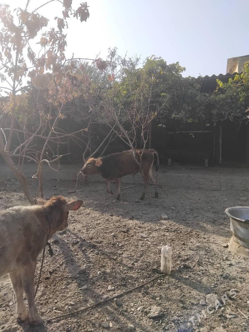 şves okuz - Garadamak Şor - img 3