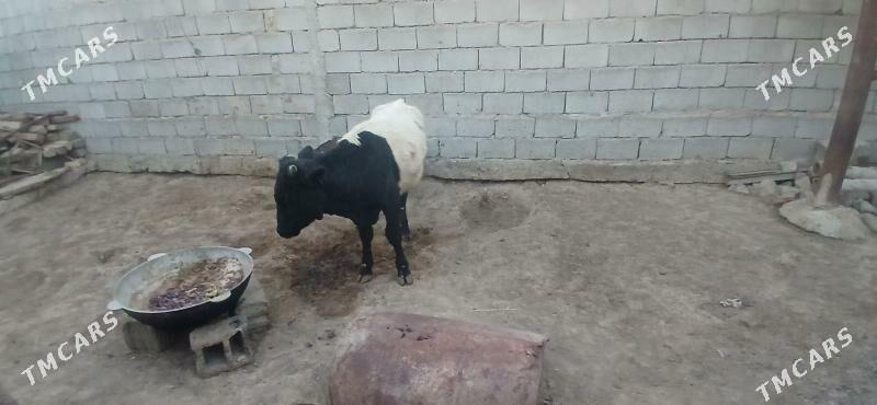 gole okuz - Büzmeýin - img 3