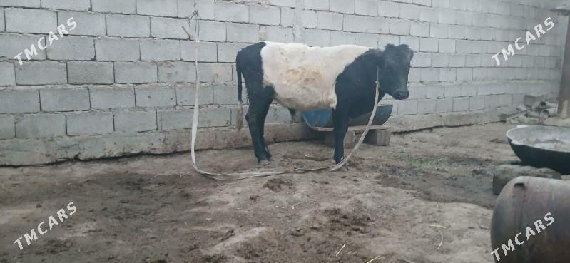 gole okuz - Büzmeýin - img 4