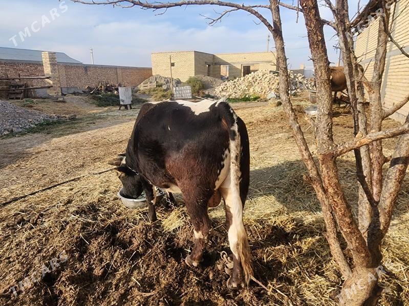 okuzler - Kaka - img 4