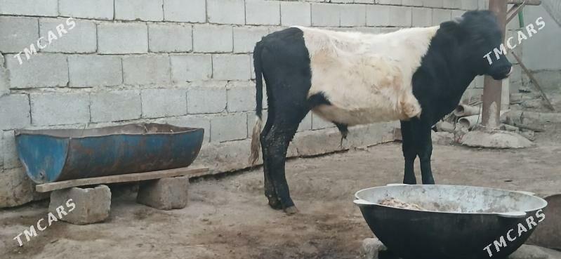 gole okuz - Büzmeýin - img 5