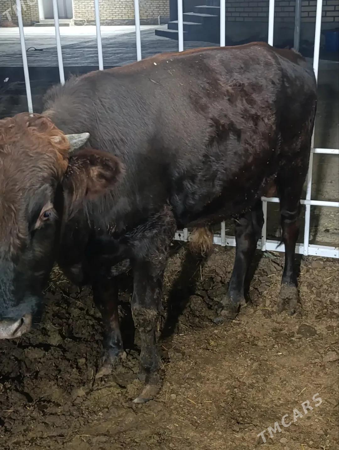 ÖKÛZ - Байрамали - img 2