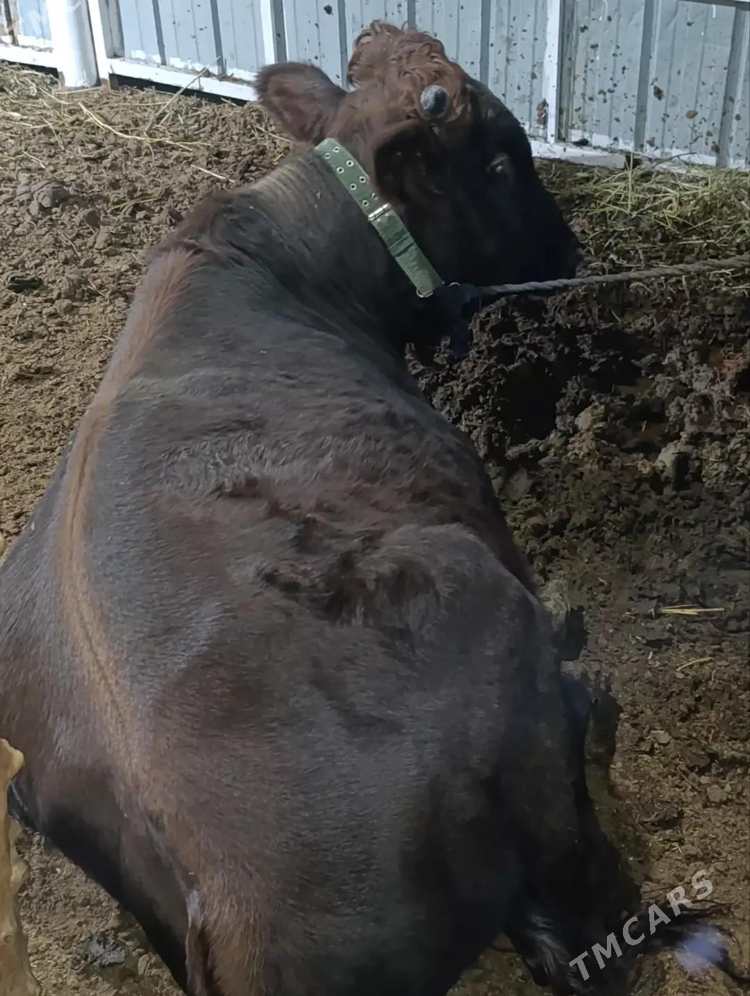 ÖKÛZ - Байрамали - img 5