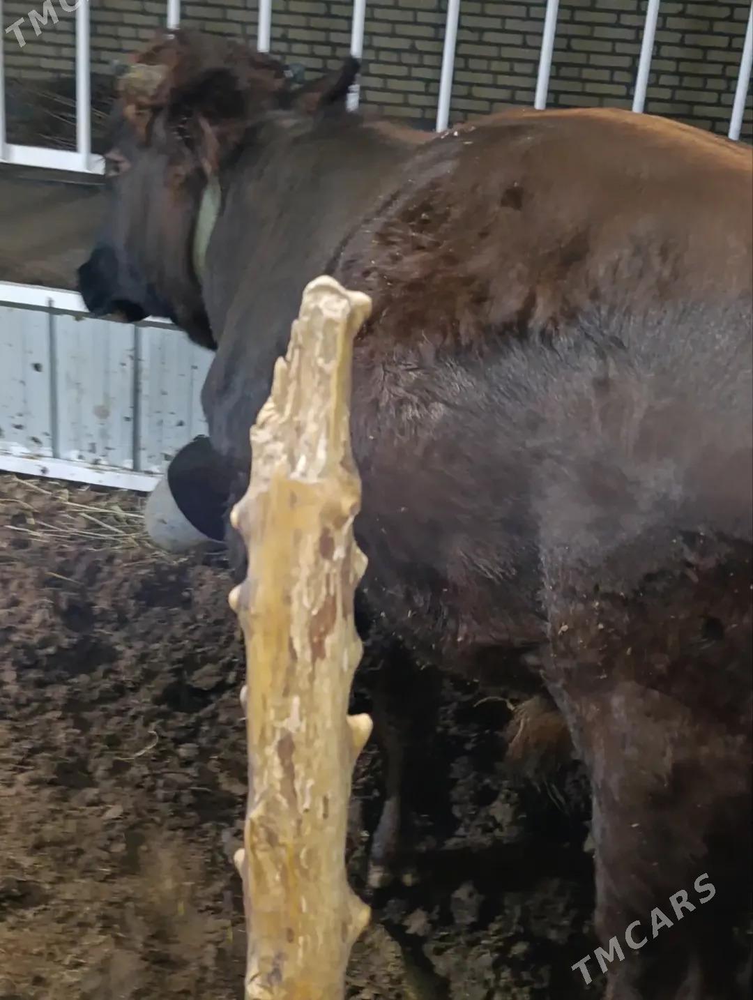 ÖKÛZ - Байрамали - img 3