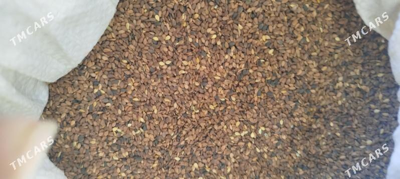 kûnji - Babadaýhan - img 2