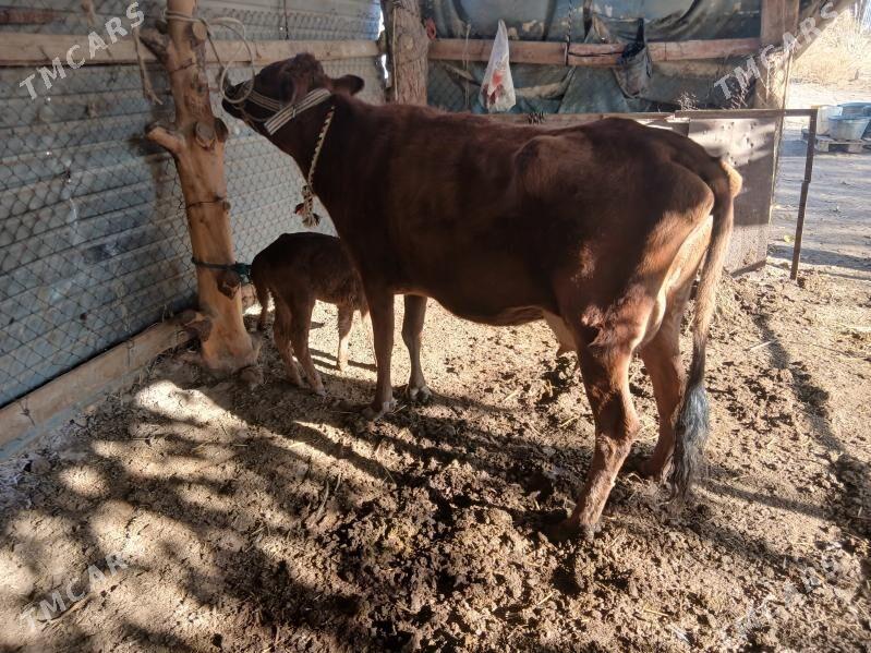 saglyksygyr - Sakar - img 1