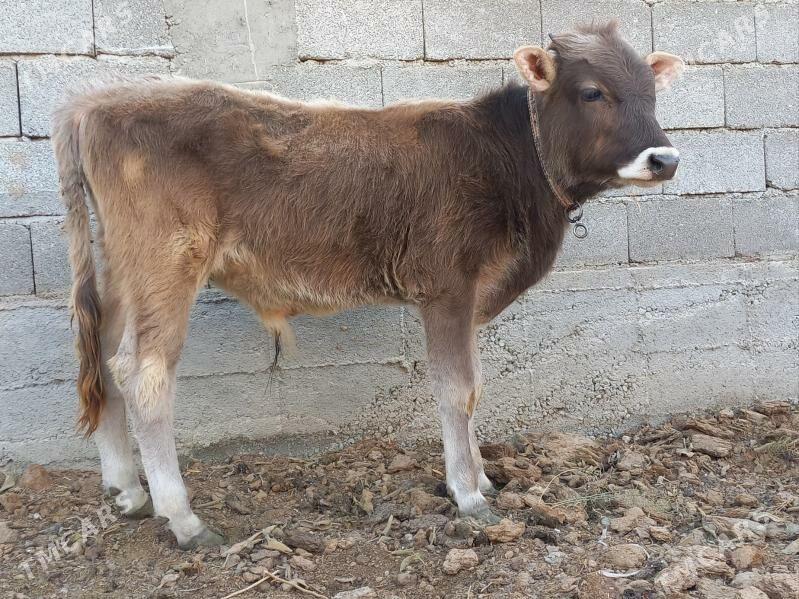 Okuz - Büzmeýin - img 1