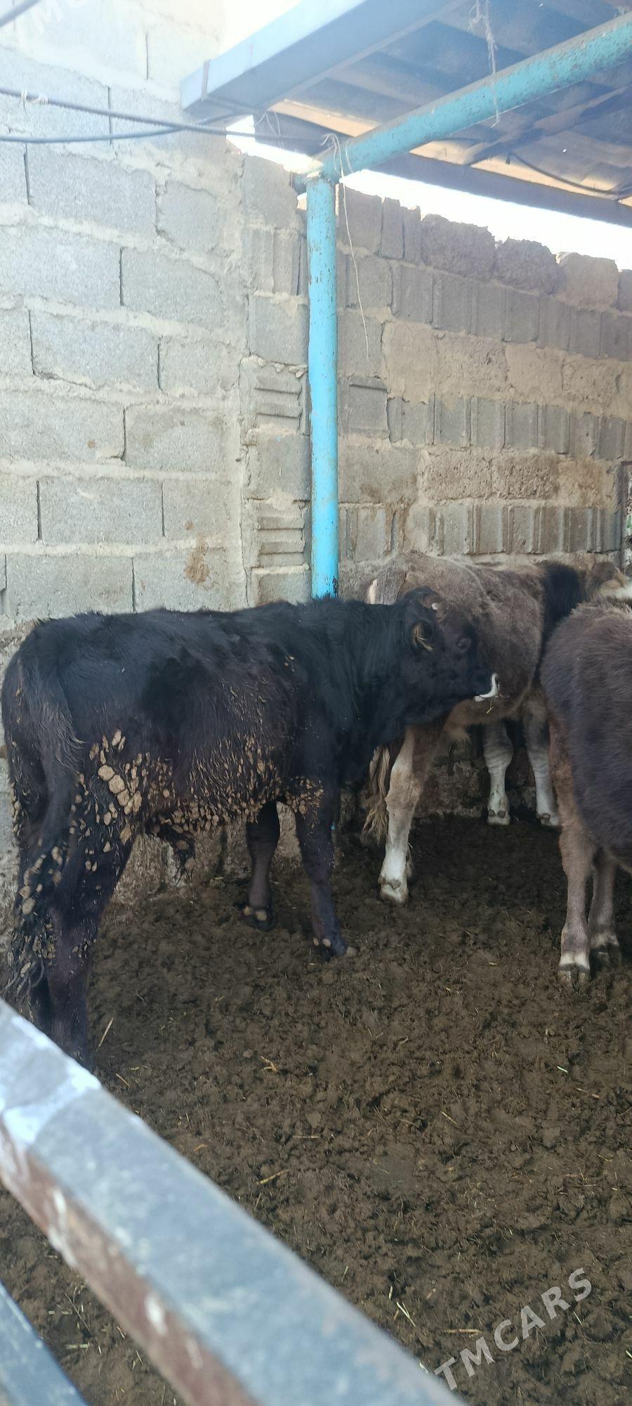 okuz 5 sani - Bäherden - img 5