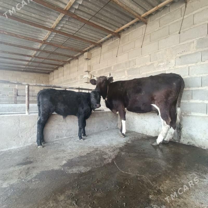 Goleli sygyr - Бахарден - img 4