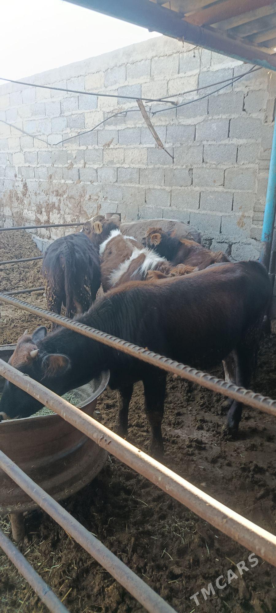 okuz 5 sani - Bäherden - img 4