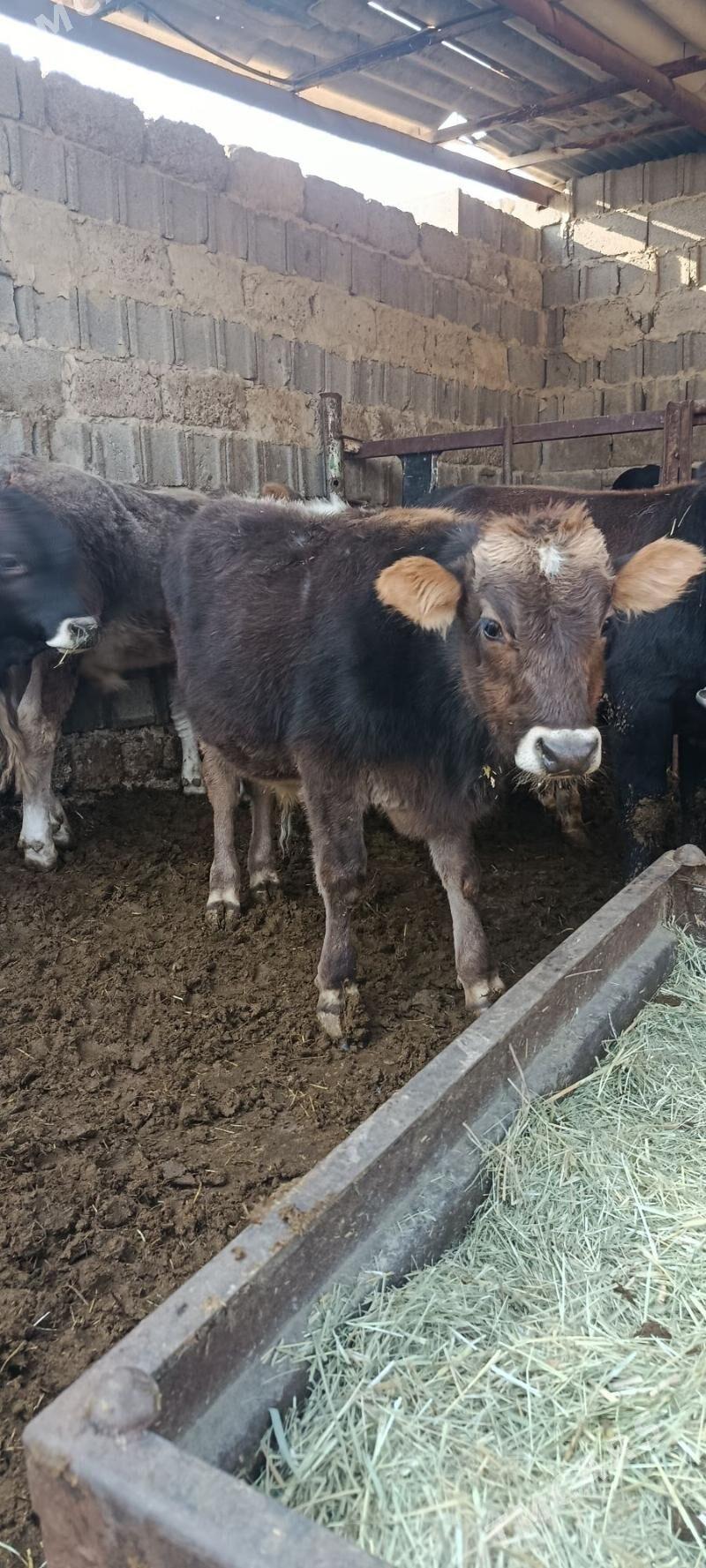 okuz 5 sani - Bäherden - img 3