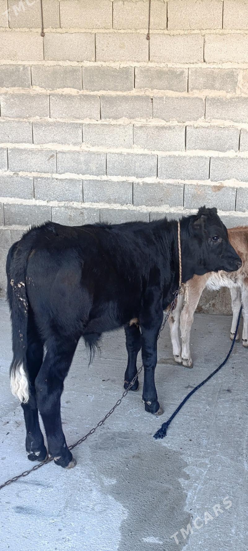 Goleli sygyr - Бахарден - img 1