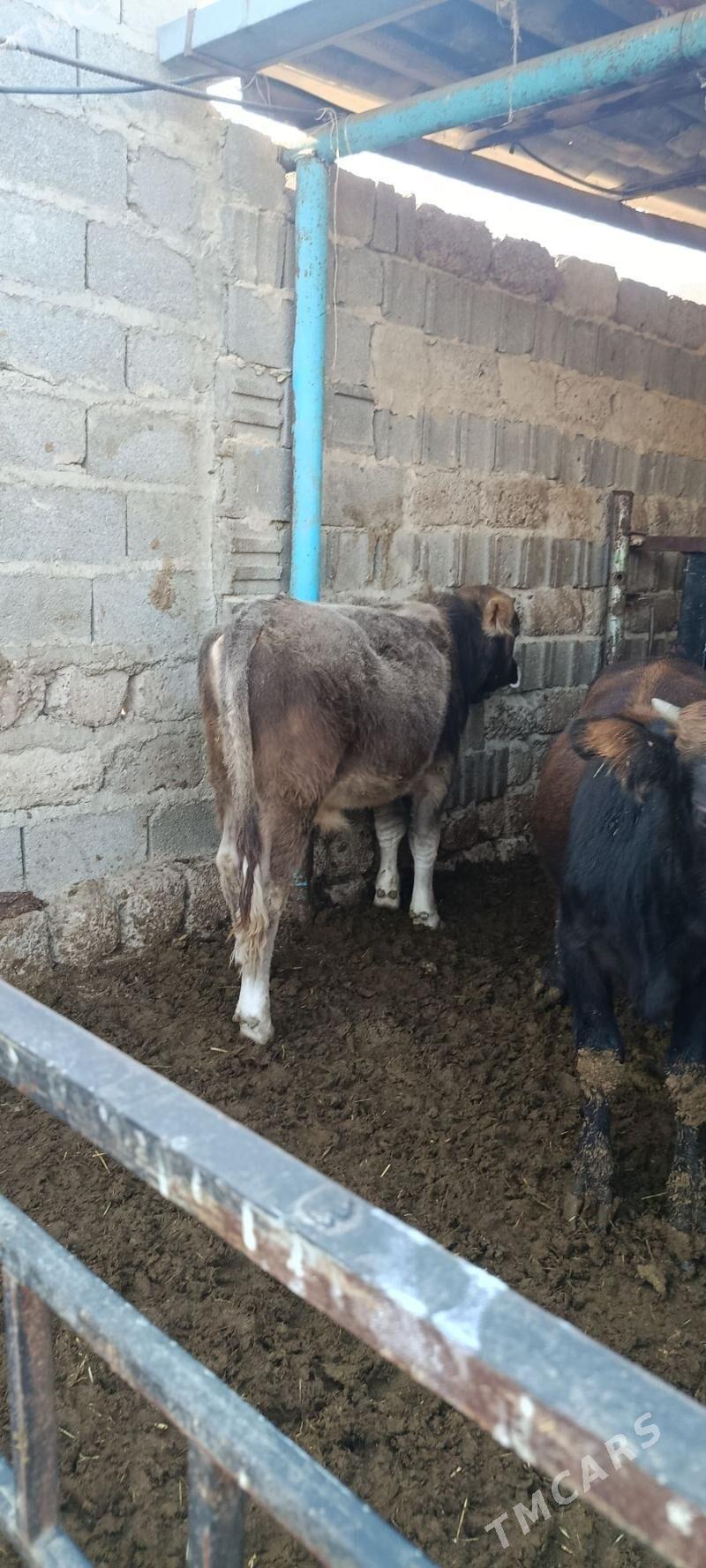 okuz 5 sani - Bäherden - img 2