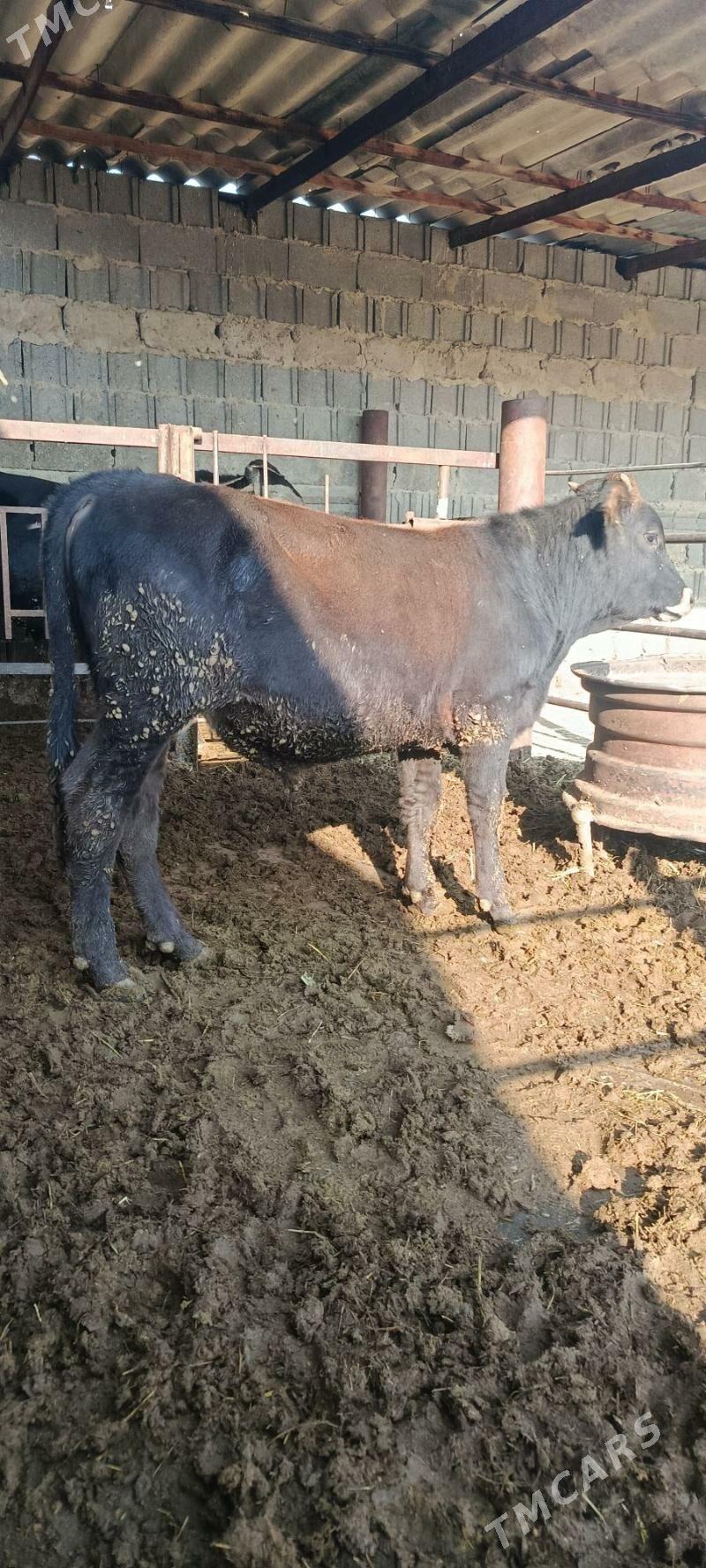 okuz 5 sani - Bäherden - img 6