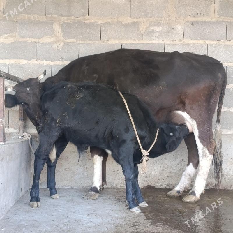 Goleli sygyr - Бахарден - img 2