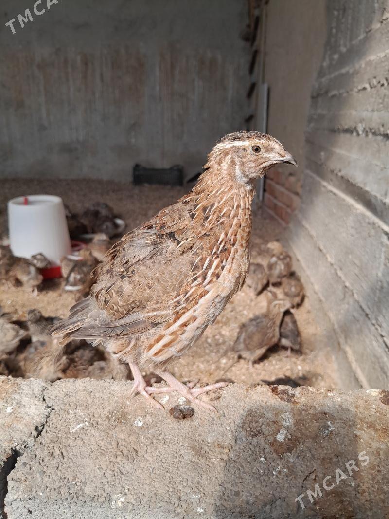 BEDENE - Gökdepe - img 2