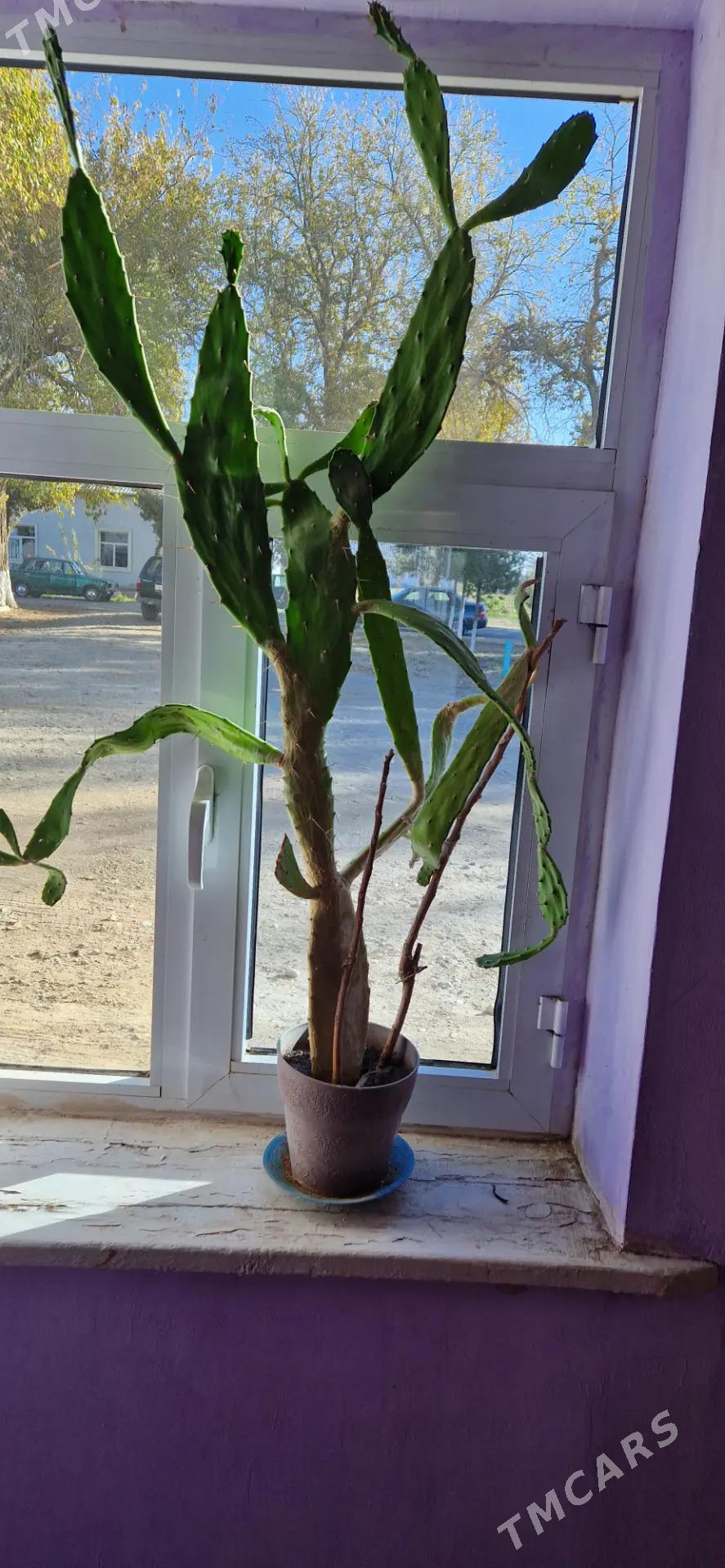 domasniy gul - Байрамали - img 3