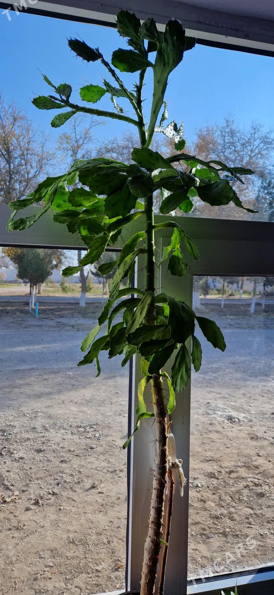 domasniy gul - Байрамали - img 2