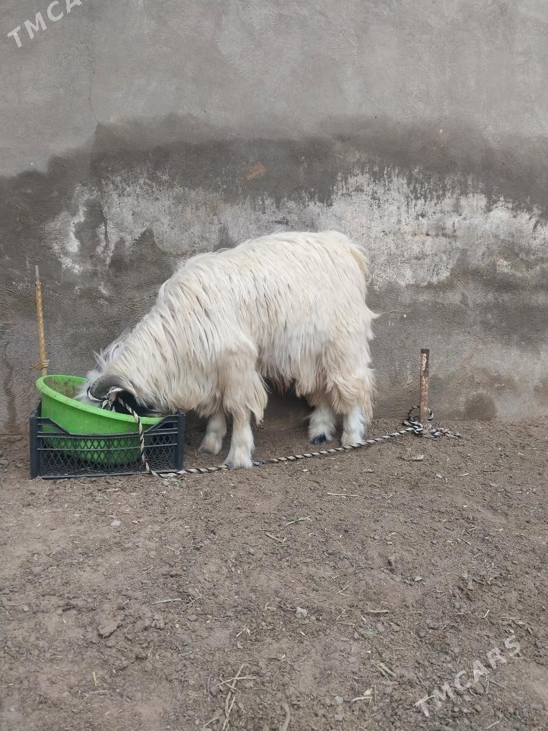 teke - Чоганлы - img 2