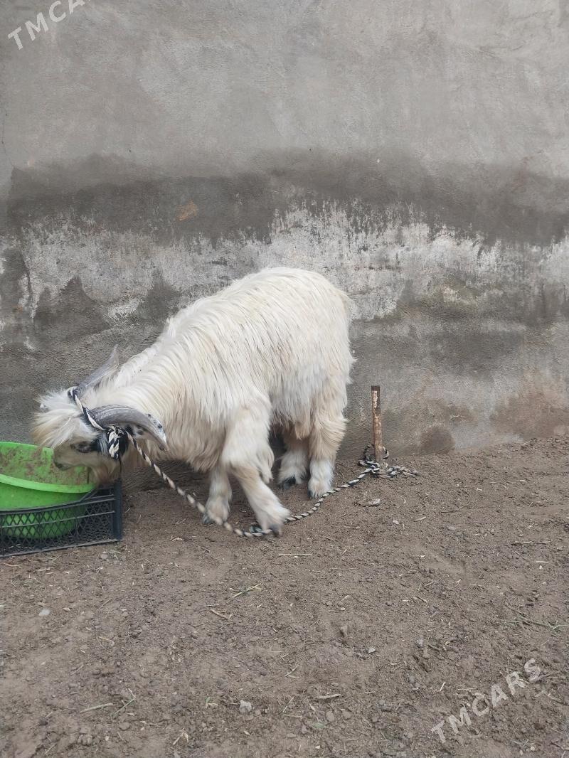 teke - Чоганлы - img 1