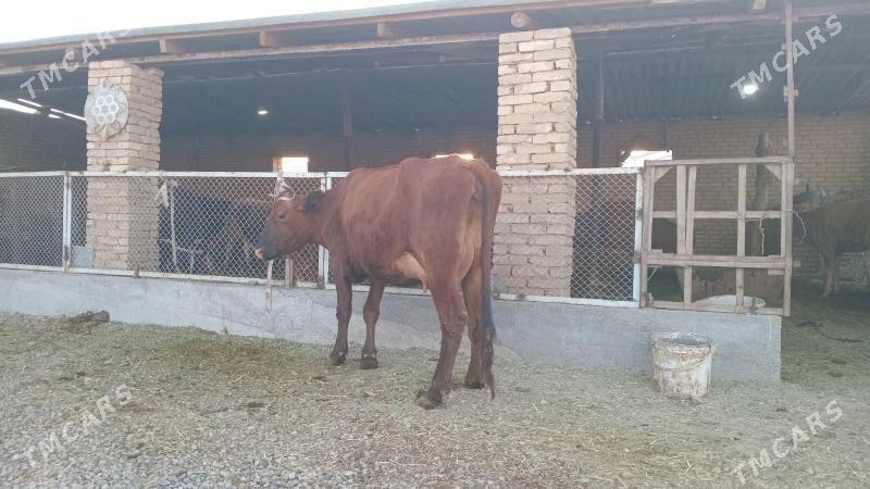 goleli sygyr - Мургап - img 4