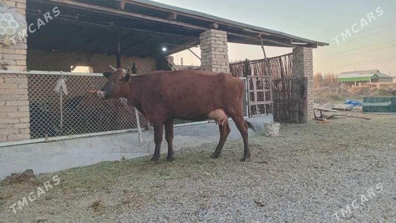 goleli sygyr - Мургап - img 2