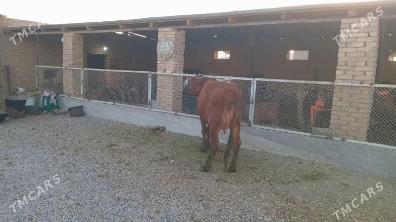 goleli sygyr - Мургап - img 3