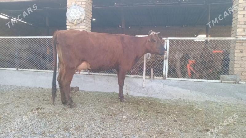 goleli sygyr - Мургап - img 5