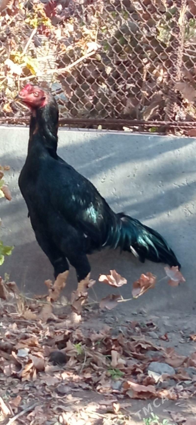 gayes juje - Çärjew - img 7