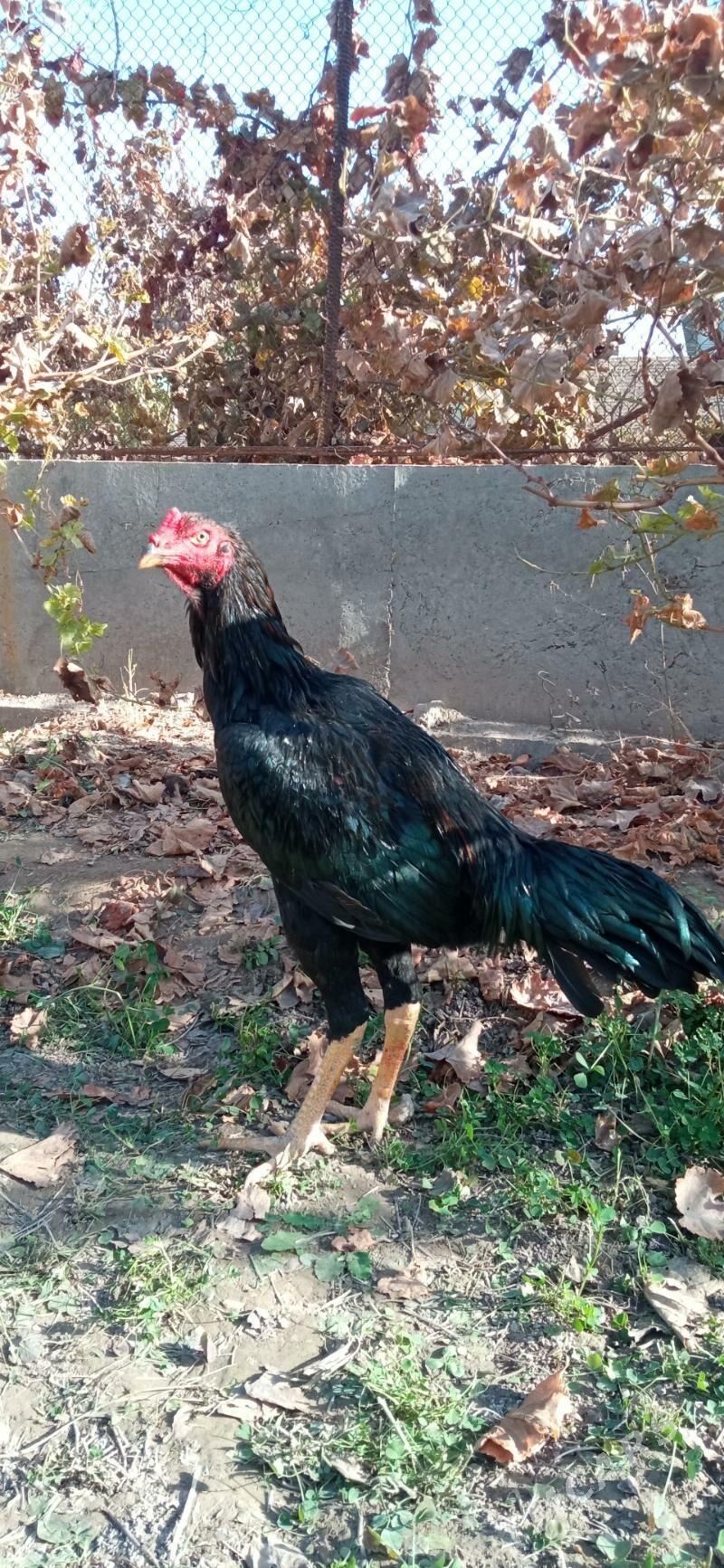 gayes juje - Çärjew - img 4