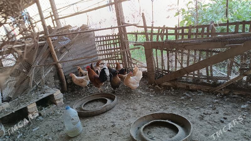 Towuk - Mary - img 3