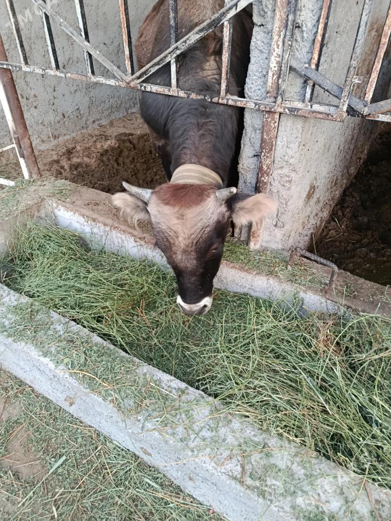 okuz - Ашхабад - img 2