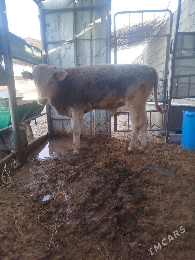 okuz swes arasa tohum - Анев - img 3