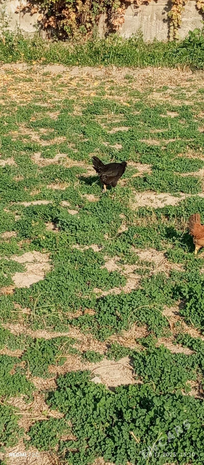 towuk 4 ay - Векильбазар - img 2