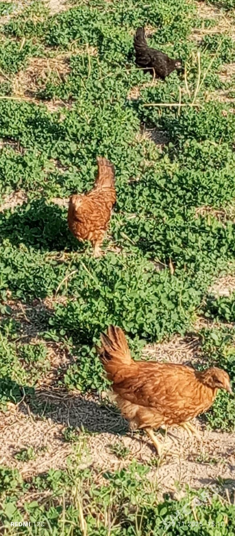 towuk 4 ay - Векильбазар - img 4