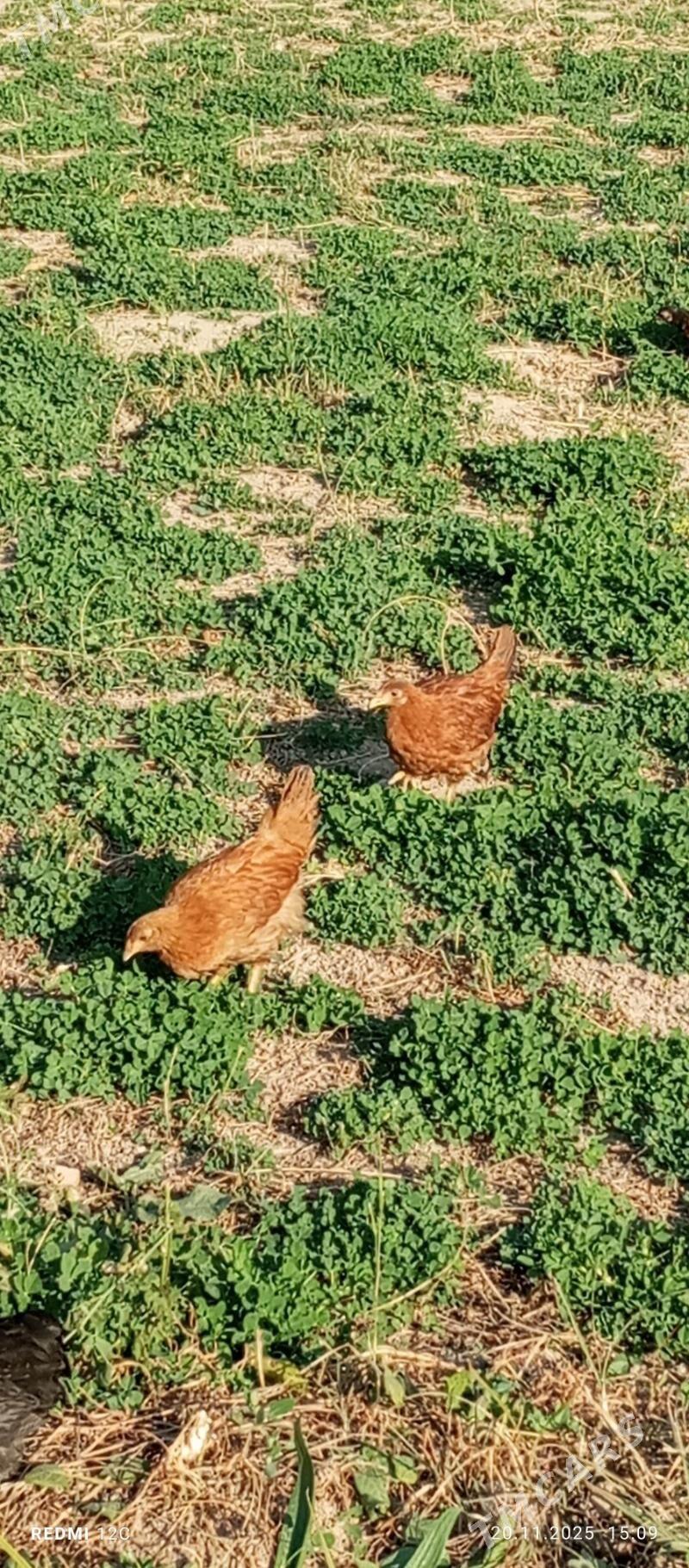 towuk 4 ay - Векильбазар - img 5