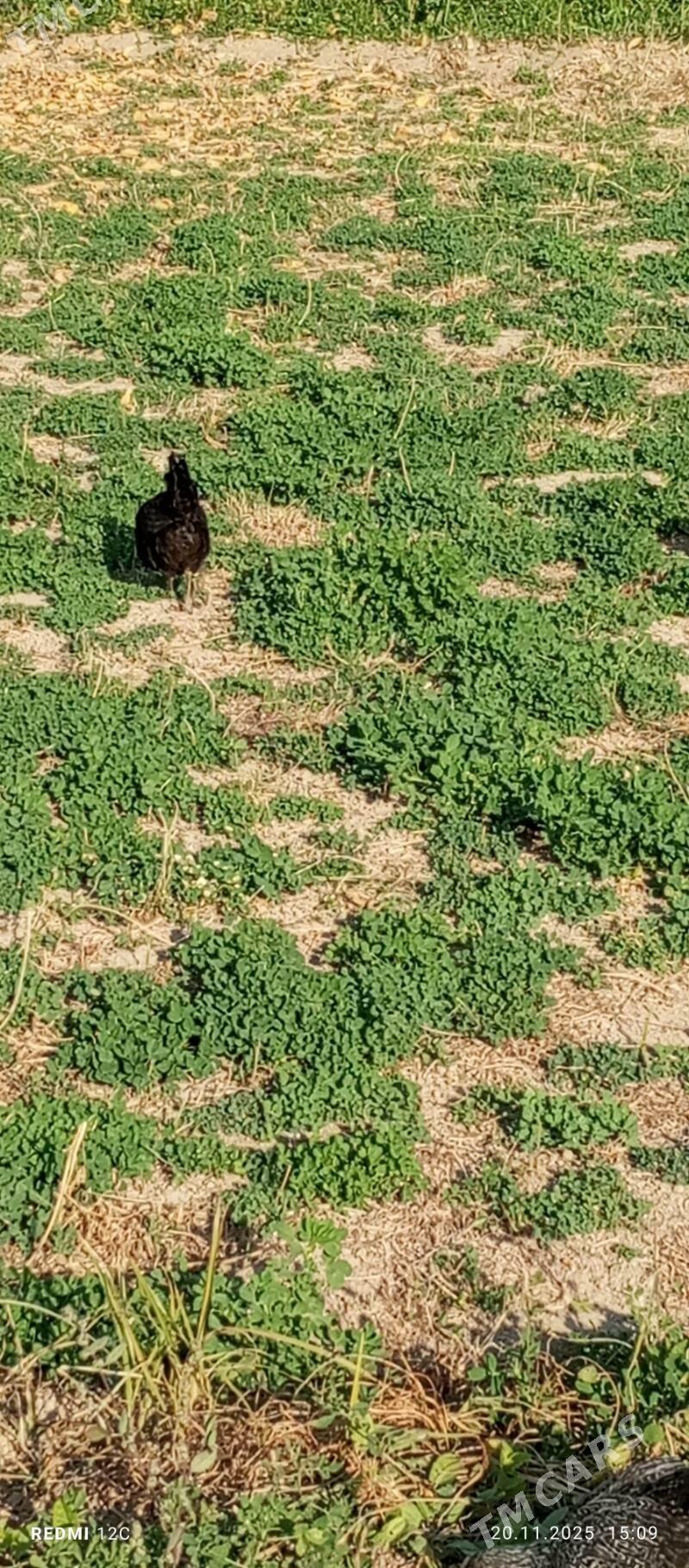 towuk 4 ay - Векильбазар - img 6