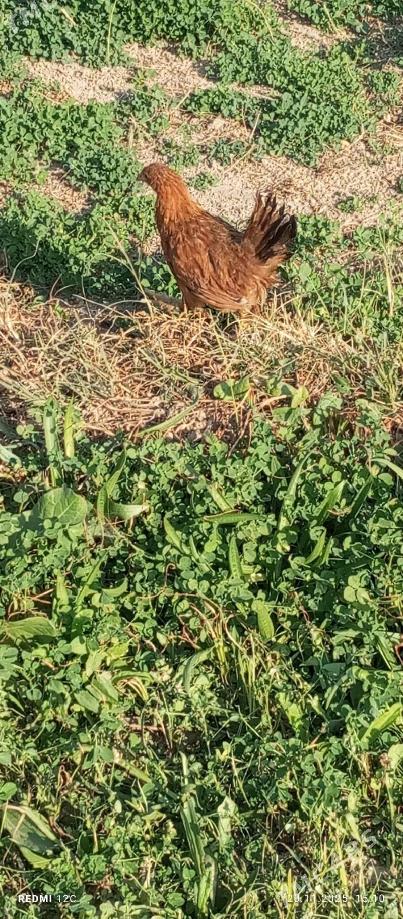 towuk 4 ay - Векильбазар - img 3